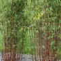 Fargesia 'Jiuzhaigou'